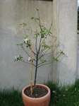 26482 Apple tree.jpg